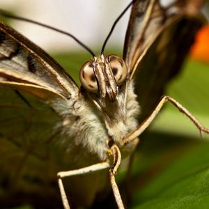 Preview wallpaper butterfly, beautiful, wings, macro