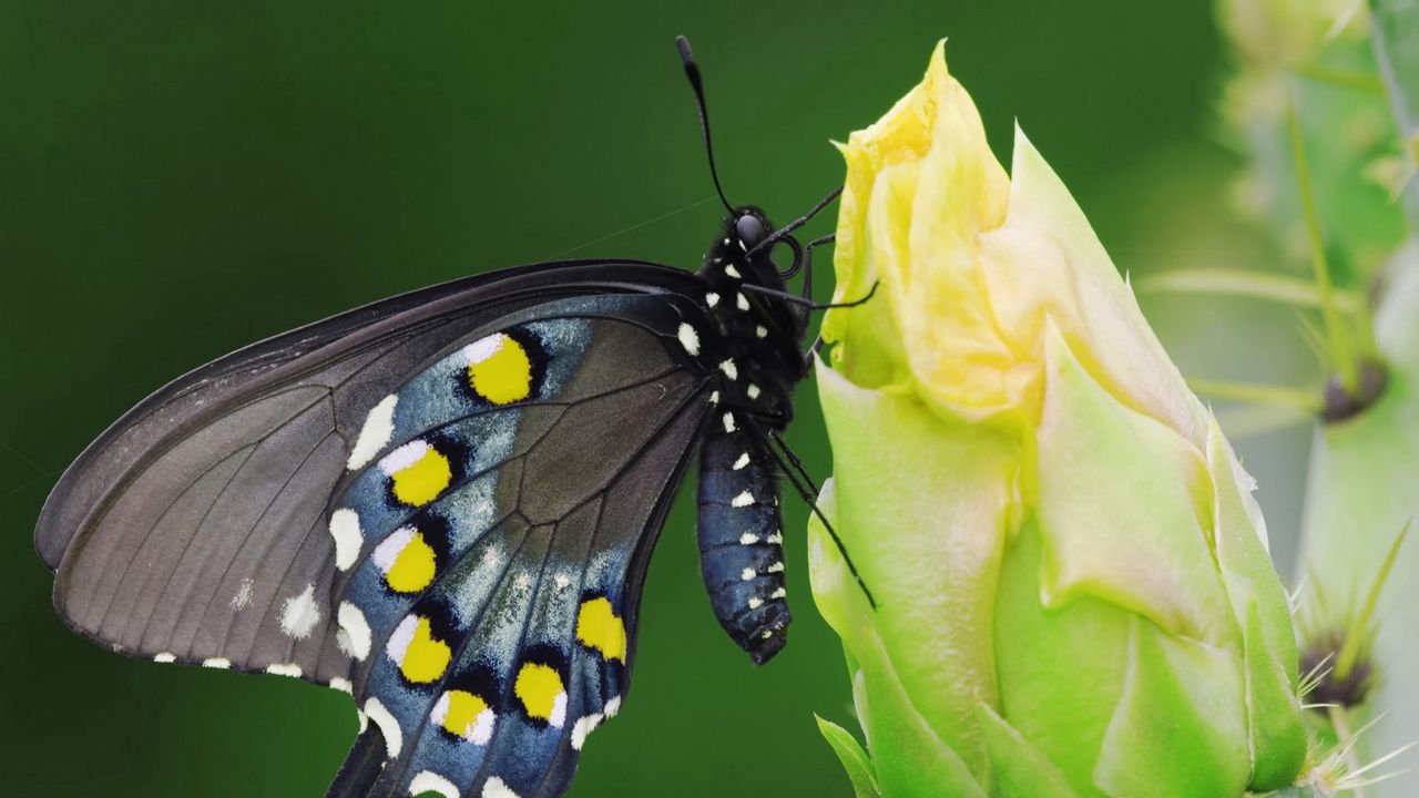 Wallpaper butterfly, black, spotted, flower, sit