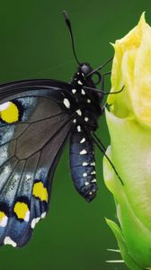 Preview wallpaper butterfly, black, spotted, flower, sit