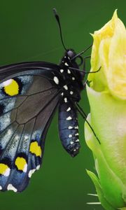 Preview wallpaper butterfly, black, spotted, flower, sit