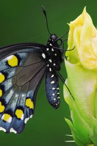 Preview wallpaper butterfly, black, spotted, flower, sit