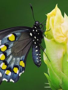 Preview wallpaper butterfly, black, spotted, flower, sit