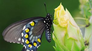Preview wallpaper butterfly, black, spotted, flower, sit
