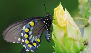 Preview wallpaper butterfly, black, spotted, flower, sit