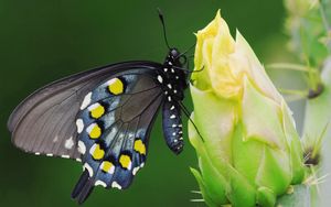 Preview wallpaper butterfly, black, spotted, flower, sit