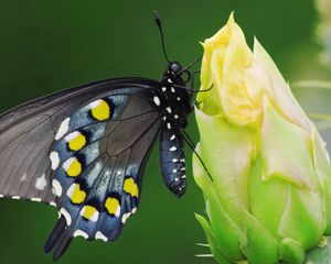 Preview wallpaper butterfly, black, spotted, flower, sit