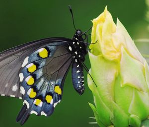Preview wallpaper butterfly, black, spotted, flower, sit