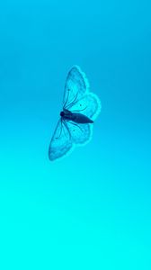 Preview wallpaper butterfly, blue, background, insect, gradient