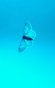 Preview wallpaper butterfly, blue, background, insect, gradient