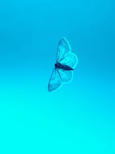 Preview wallpaper butterfly, blue, background, insect, gradient