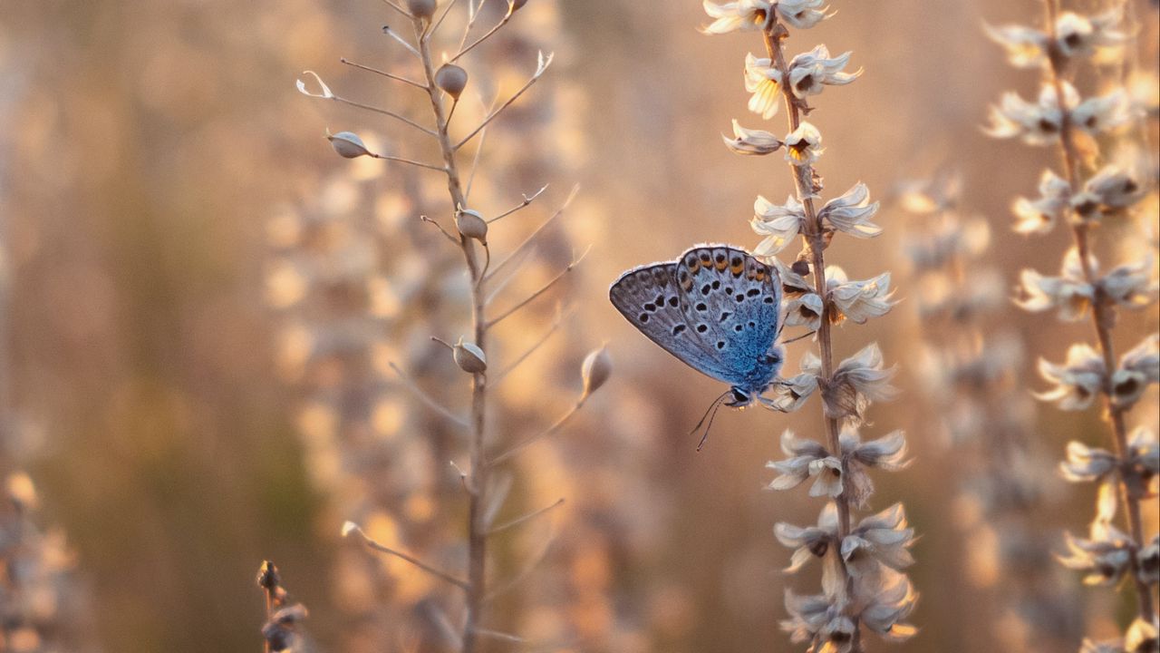 Wallpaper butterfly, blue, insect, flowers, summer