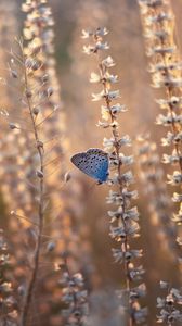 Preview wallpaper butterfly, blue, insect, flowers, summer