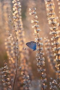 Preview wallpaper butterfly, blue, insect, flowers, summer