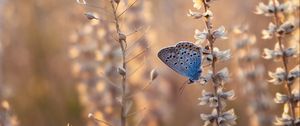 Preview wallpaper butterfly, blue, insect, flowers, summer