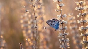 Preview wallpaper butterfly, blue, insect, flowers, summer