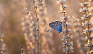 Preview wallpaper butterfly, blue, insect, flowers, summer