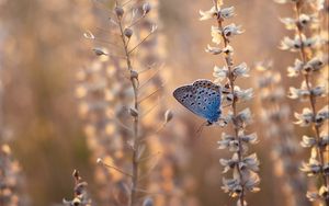 Preview wallpaper butterfly, blue, insect, flowers, summer