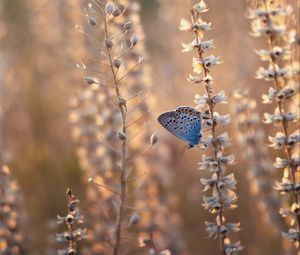 Preview wallpaper butterfly, blue, insect, flowers, summer