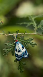 Preview wallpaper butterfly, blue, insect, plant, macro