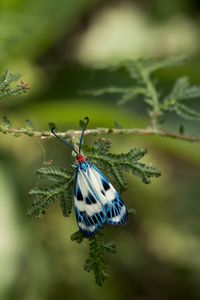 Preview wallpaper butterfly, blue, insect, plant, macro