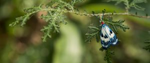 Preview wallpaper butterfly, blue, insect, plant, macro