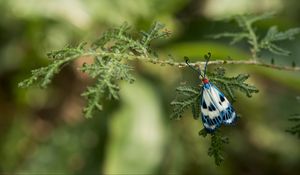 Preview wallpaper butterfly, blue, insect, plant, macro