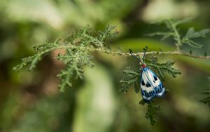 Preview wallpaper butterfly, blue, insect, plant, macro