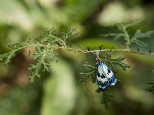 Preview wallpaper butterfly, blue, insect, plant, macro