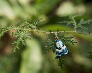 Preview wallpaper butterfly, blue, insect, plant, macro