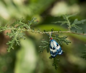 Preview wallpaper butterfly, blue, insect, plant, macro