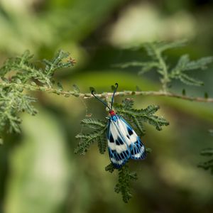 Preview wallpaper butterfly, blue, insect, plant, macro