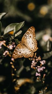 Preview wallpaper butterfly, branch, flowers, closeup