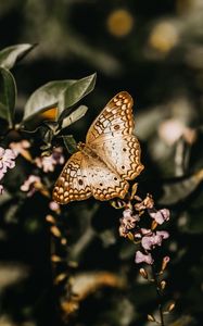 Preview wallpaper butterfly, branch, flowers, closeup
