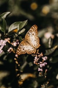 Preview wallpaper butterfly, branch, flowers, closeup