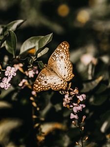Preview wallpaper butterfly, branch, flowers, closeup