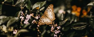 Preview wallpaper butterfly, branch, flowers, closeup