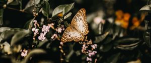 Preview wallpaper butterfly, branch, flowers, closeup