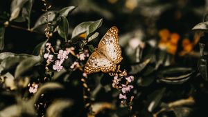 Preview wallpaper butterfly, branch, flowers, closeup