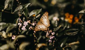 Preview wallpaper butterfly, branch, flowers, closeup