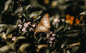 Preview wallpaper butterfly, branch, flowers, closeup