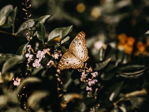 Preview wallpaper butterfly, branch, flowers, closeup