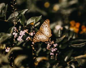 Preview wallpaper butterfly, branch, flowers, closeup