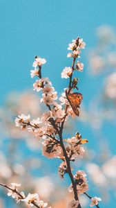 Preview wallpaper butterfly, branch, flowers, macro