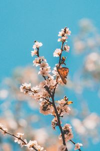 Preview wallpaper butterfly, branch, flowers, macro