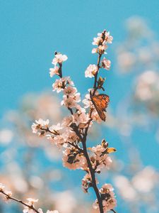 Preview wallpaper butterfly, branch, flowers, macro