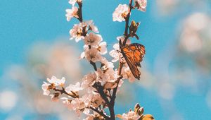 Preview wallpaper butterfly, branch, flowers, macro