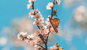 Preview wallpaper butterfly, branch, flowers, macro