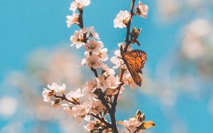 Preview wallpaper butterfly, branch, flowers, macro