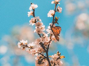 Preview wallpaper butterfly, branch, flowers, macro