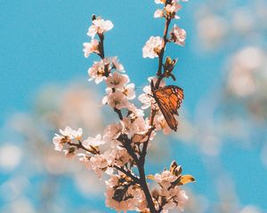 Preview wallpaper butterfly, branch, flowers, macro